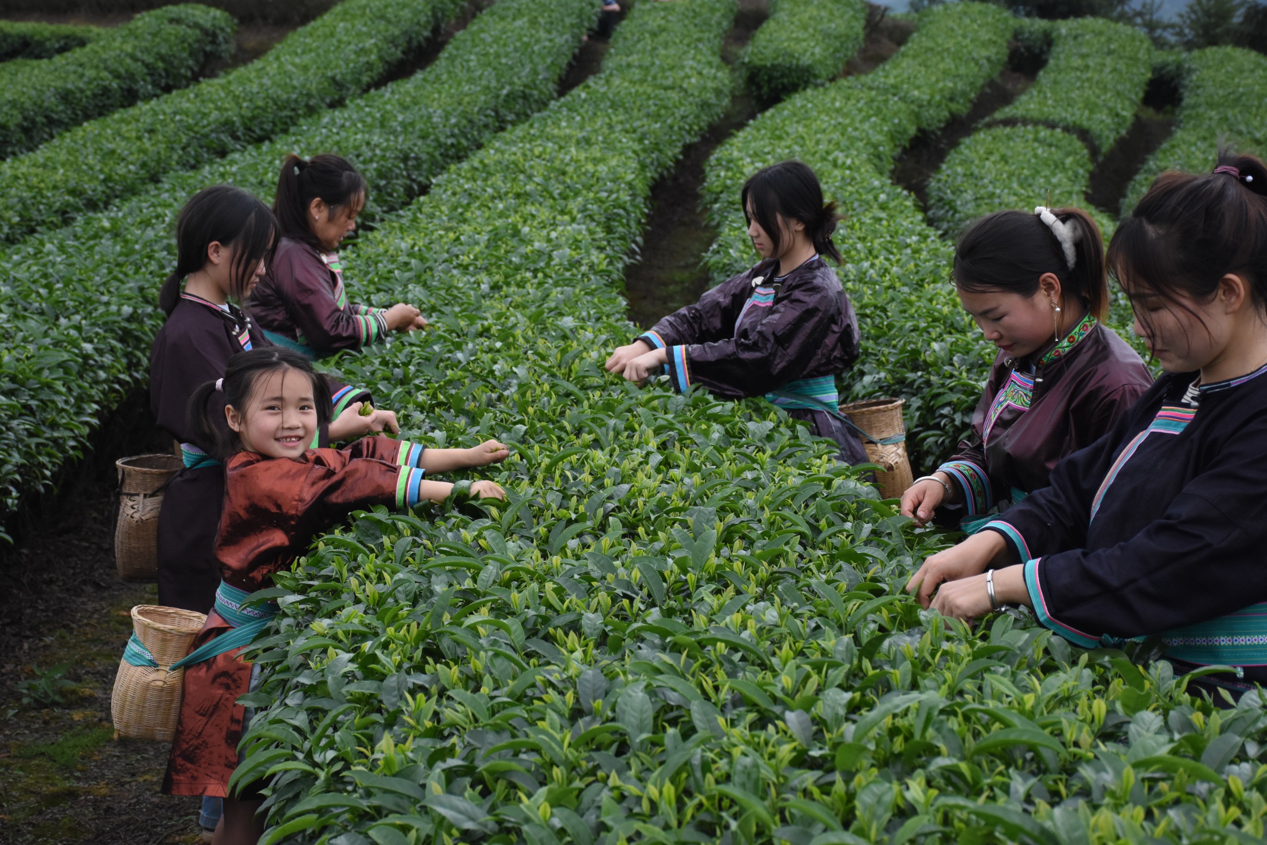 精选手工采摘茶青